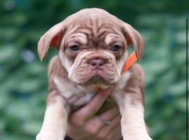 French bulldog puppy