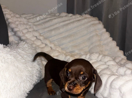 Gorgeous chocolate and tan boy Chiweenie