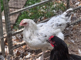 Splash Marans at point of lay