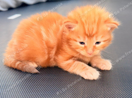 Kittens