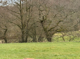 Estud dog. Great dog good temperament only 16 months