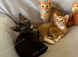 kittens