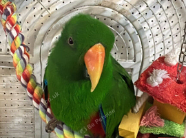 Baby Sun Conure