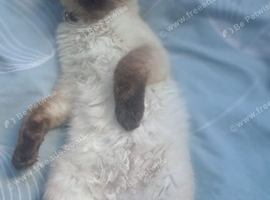 Ragdoll kitten