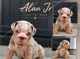 New English bulldogs
