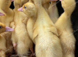 Cherry valley ducklings 2 weeks old