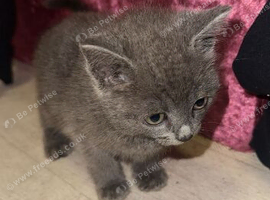 2 blue female kitten