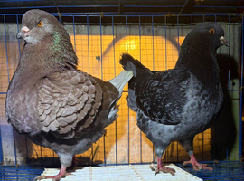 King pair