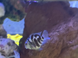 Polo blue parrot fish