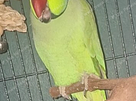 Indian ring neck parrot