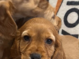 Red Cocker Spaniel Puppies