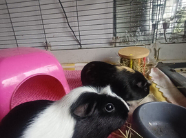 2 guinea pig girls - Binx and Brownie