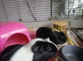 2 female guinea pigs for sale