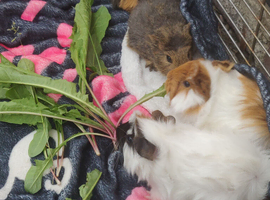 Baby guinea pigs