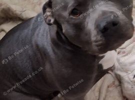 Wanted: Staffordshire bull terrier stud dog