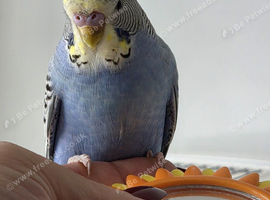 Budgie
