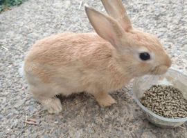 Mini rex babies