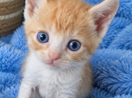 2 gingers left READY 31ST BENGAL X SELKIRK REX BOYS