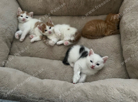 4 beautiful boy kittens