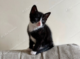 3 male kittens