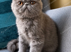 Exotic Shorthair Kittens For Sale