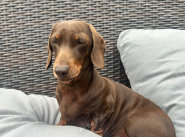 Miniature dachshund girl