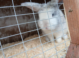 Blue and white bunny