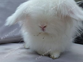 2x teddywidder adult females
