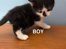 Kittens for sale