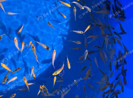 Koi carp 1 to 2  inch - batch of 20