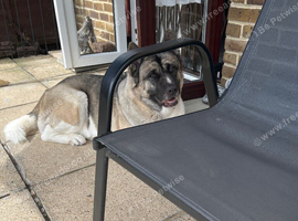 Akita female