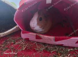 2 guinea pigs in need of a loving home