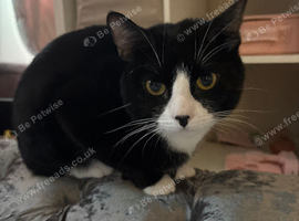 Ozzi , 1 and a half year old male mix breed