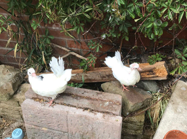 Fantail pigeons and Doves