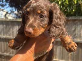 Miniature Beautiful long hair dachshunds