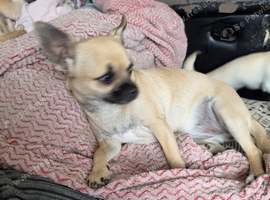 Chihuahua gril 8mouths old