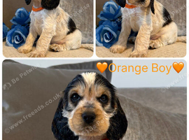 Kc registered show type cocker pups
