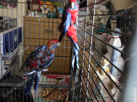 A pair free to good home (no cage)