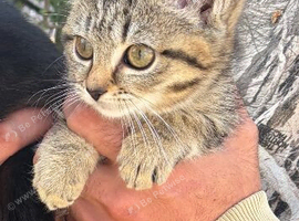 Last gorgeous female kitten.
