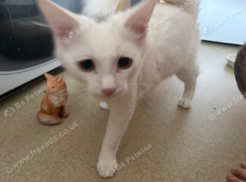 White cat 6months old male (Snowy)