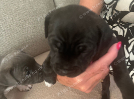 Staffordshire puppies for sale