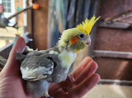 Normal pied Cockatiel male