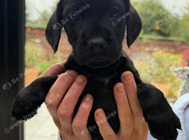 Cocker spaniel patterdale cross puppies ready soon!