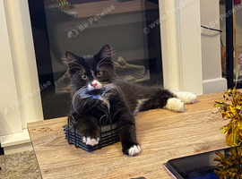 Fully vaccinated long haired male kitten