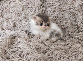Persian kittens