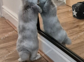 Charlie needs a loving home ️