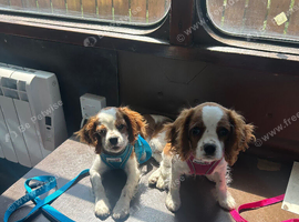 King Charles cavalier