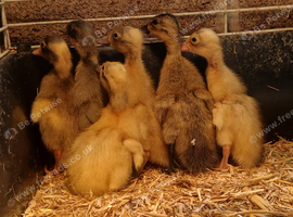 Day old indian runner ducklings
