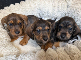 Schnoxie pups ,