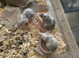 Fancy mice babies - Ready Now